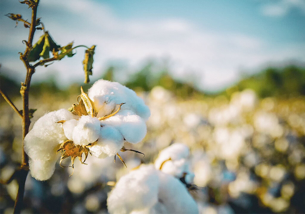 Por qué el algodón pima es el mejor